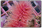 Magnificent Red Coco Worm